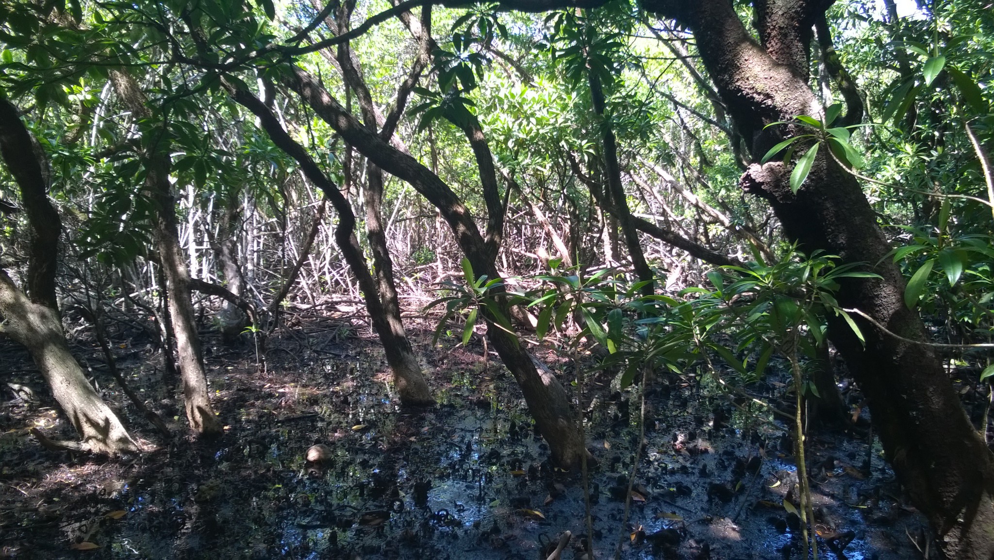 Cape Tribulation mangroves Self drive trip to the Daintree Rainforest, mangroves