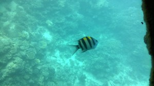 A Great Barrier Reef fish