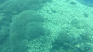 Agincourt corals