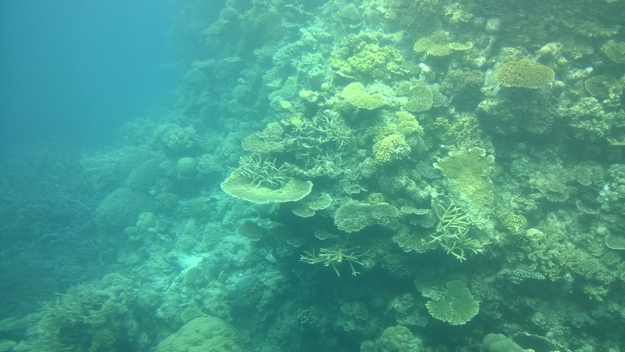 Great Barrier Reef cruise, corals Agincourt reef coral life