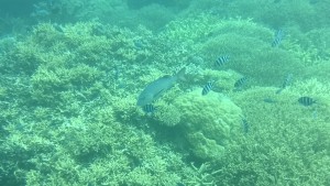 Agincourt reef life