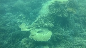 Agincourt ribbon reef corals