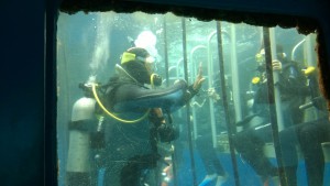 Learning scuba-diving at Agincourt Reef