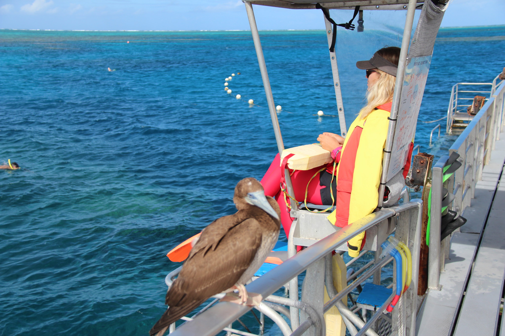Lifeguard on Agincourt ribbon reefs Lifeguard on Agincourt ribbon reefs