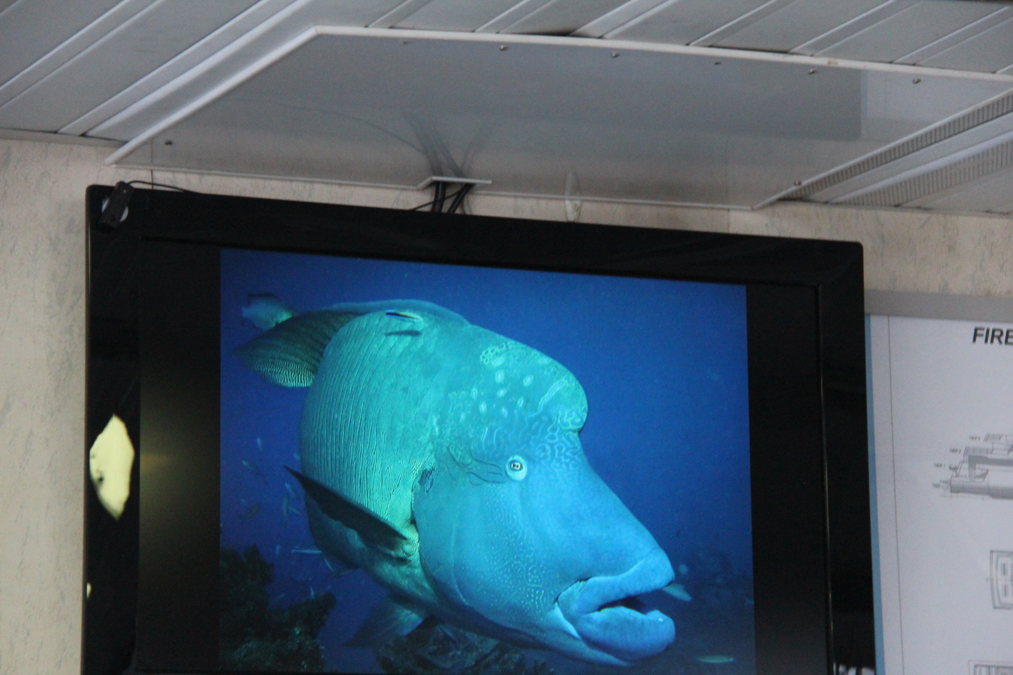 Quicksilver Cruises fish presentation