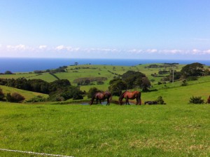 Kiama countryside