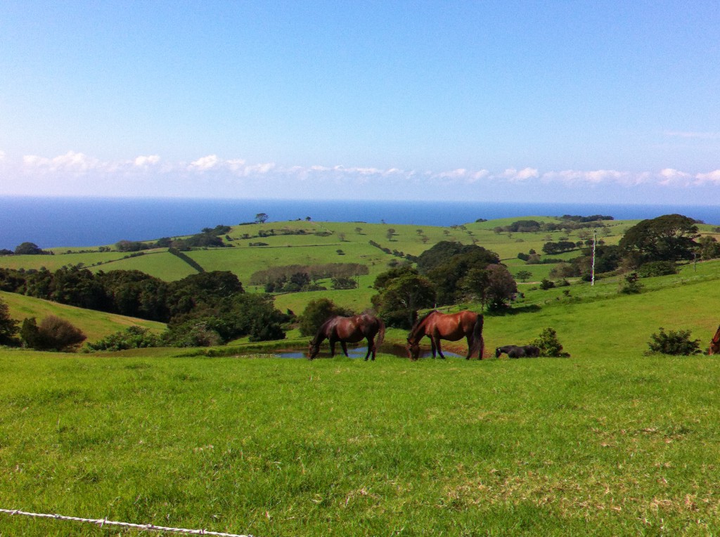 Saddleback mountain, Kiama Kiama countryside