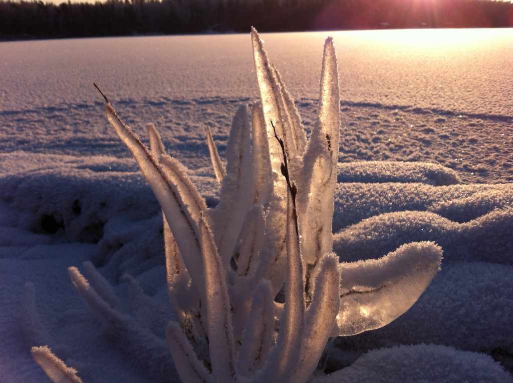 Frozen willow twig, Tampere Finland Frozen willow twig, Tampere Finland