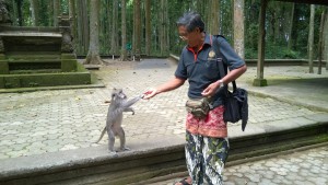 Hand-feeding a monkey, Sangeh Monkey Forest, Bali