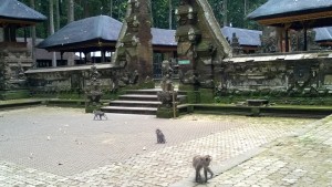 Monkeys living in the Sangeh Monkey Forest, Bali