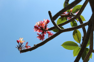 Pink flowers in Bali