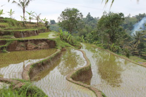 Terraces in Jatiluwif, Bali day trip by car