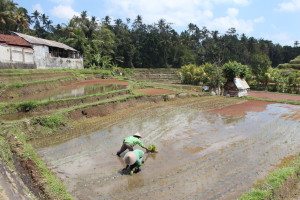 View of ricefield
