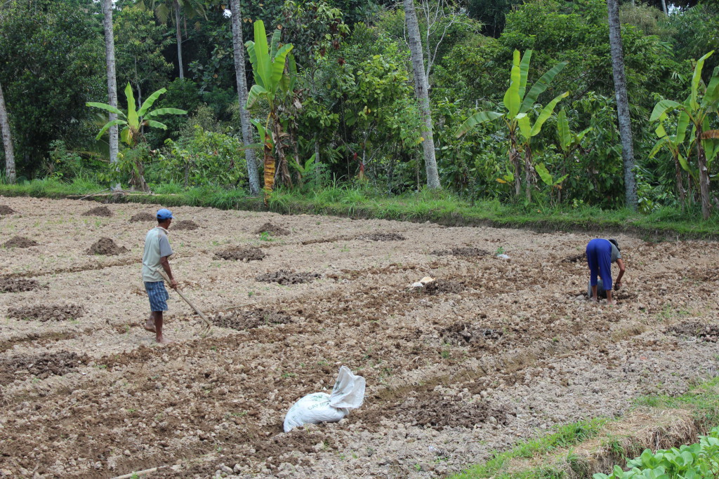 Bali village life, Bali day trip by car Bali village life, Bali day trip by car