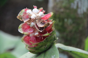 Bali plant in bloom