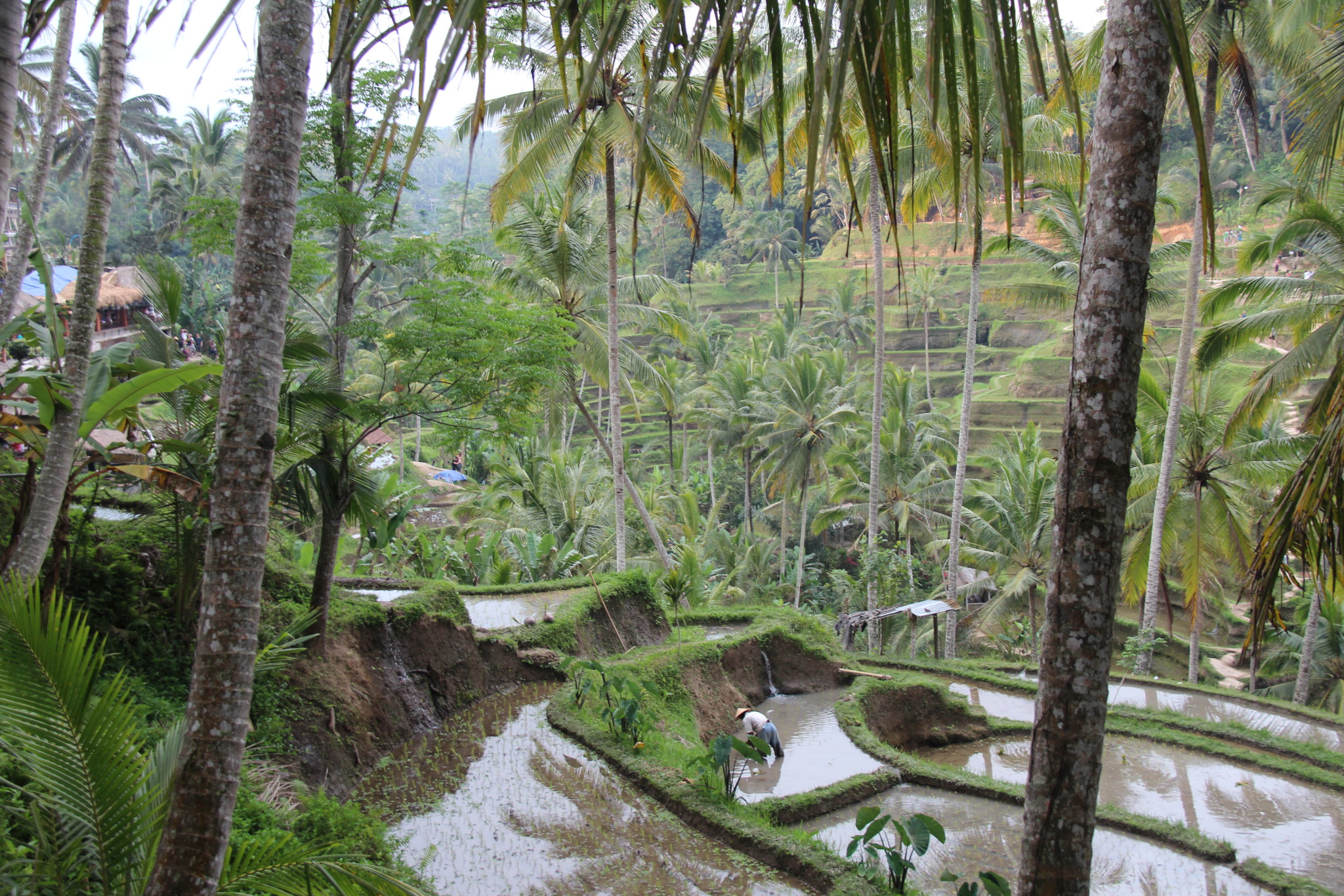 Tegallalang rice paddies, central Bali day trip Tegallalang rice paddies