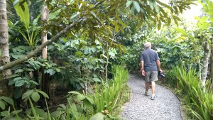 Central Bali day trip: visiting a coffee plantation