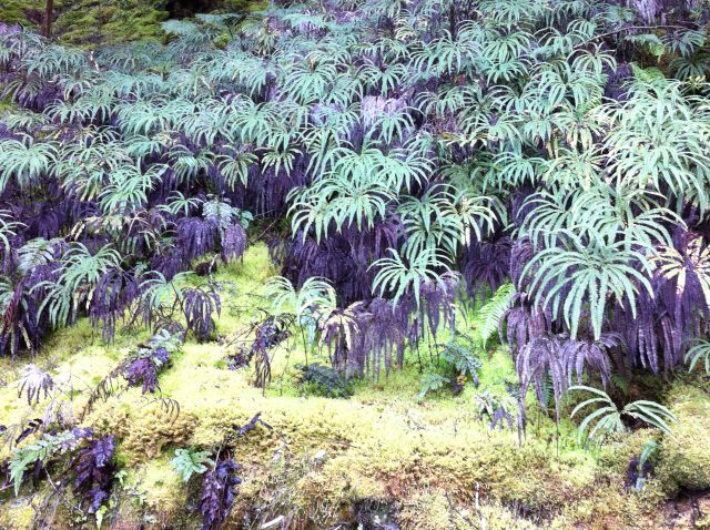 Blue Pools Walk vegetation Blue Pools Walk vegetation