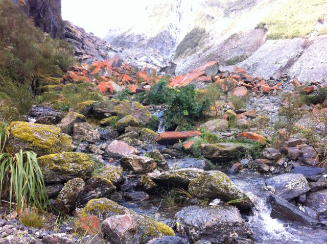 Fox Glacier walk Fox Glacier walking track