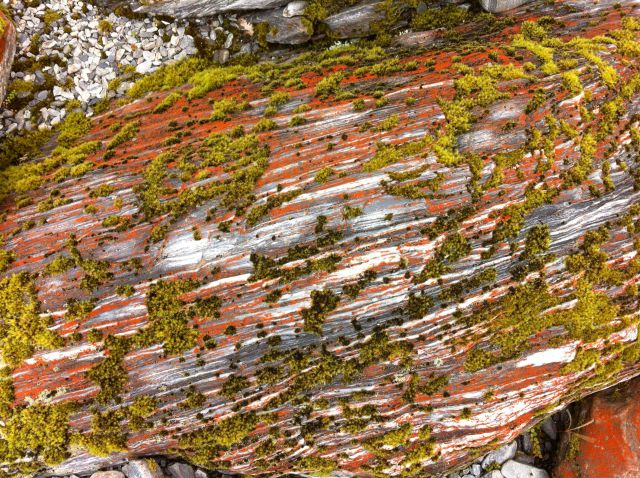 Franz Josef Glacier rock Franz Josef Glacier rock