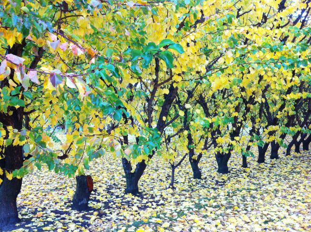 Cromwell Road fruit gardens Cromwell Road fruit gardens