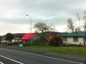 Hokitika fallen tree