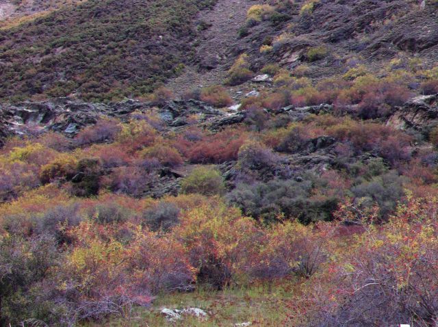 Kawarau Gorge autumn view Kawarau gorge bush