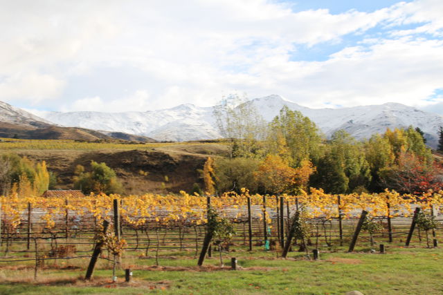 Kawarau Gorge vineyards Kawarau vineyards