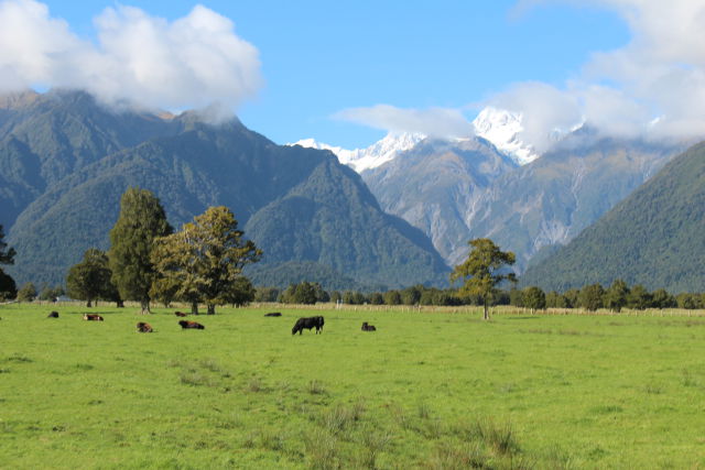 Lake Matheson cattle Lake Matheson cattle