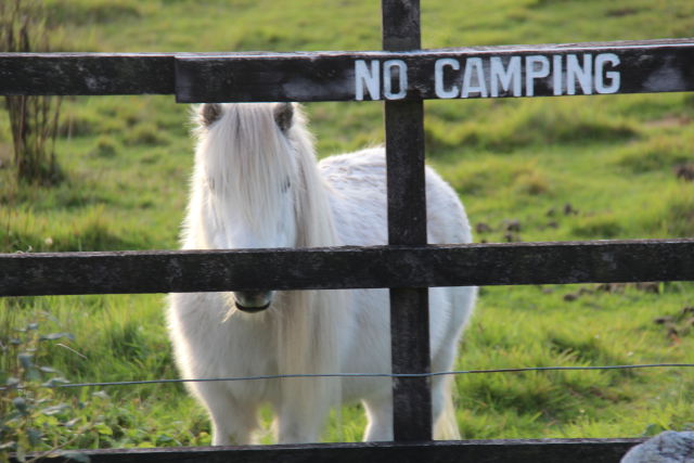 A New Zealand pony A New Zealand pony