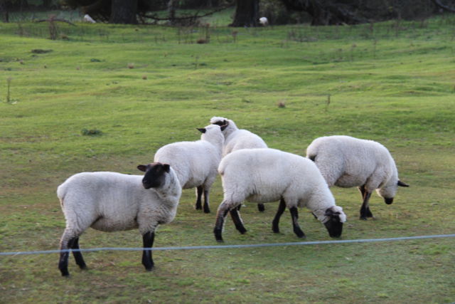 New Zealand South Island sheep New Zealand South Island sheep