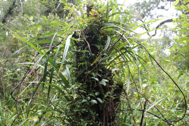 Paparoa National Park rainforest Paparoa National Park rainforest