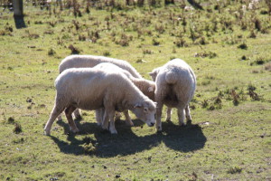 Sheep in Lindis Valley