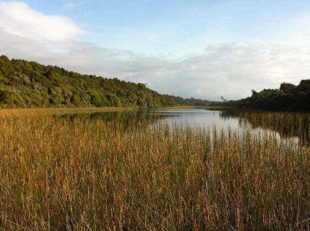 South Island West Coast bird lake South Island West Coast bird lake