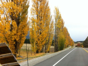 Wanaka autumn colours