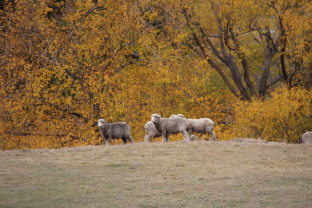 West Coast to Queenstown drive: autumn colours and sheep West Coast to Queenstown drive: autumn colours