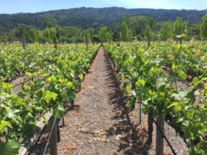 Clos Pegase Vineyards