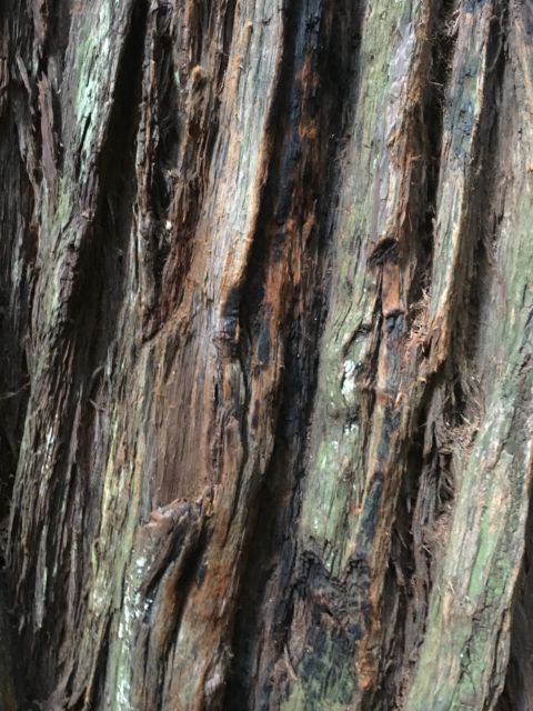 Giant redwood bark Giant redwood bark