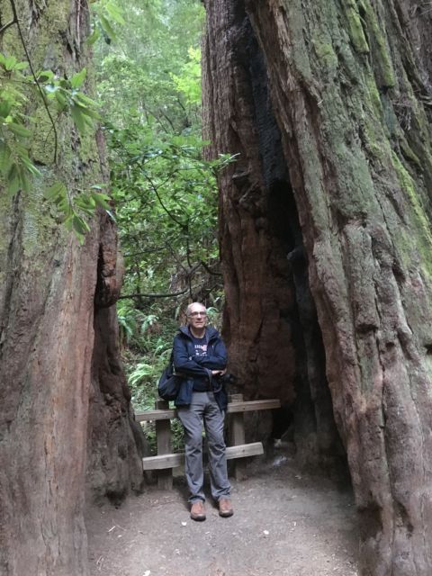 Muir Woods giant redwood Giant redwood