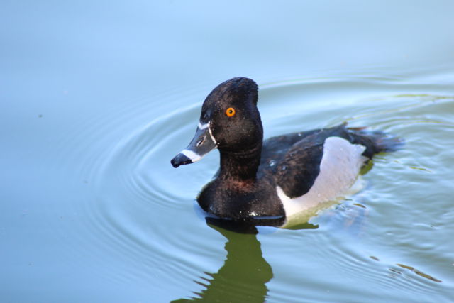 Golden Gate Park Stow Lake Golden Gate Park water bird