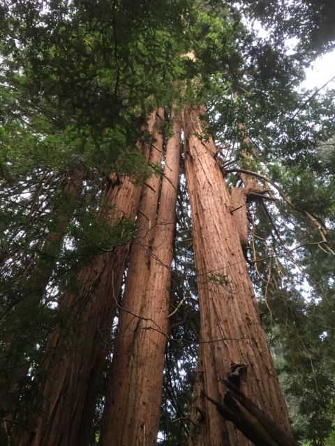 Muir Woods Redwood Forest, giant trees Muir Woods giant redwood