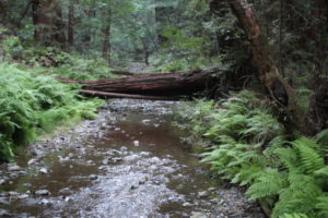 Muir Woods Redwood Creek Muir Woods Redwood Creek
