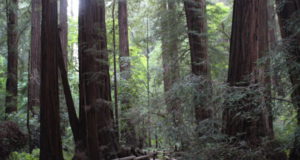 Muir Woods Redwood Creek Trail