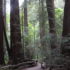 Muir Woods Redwood Creek Trail