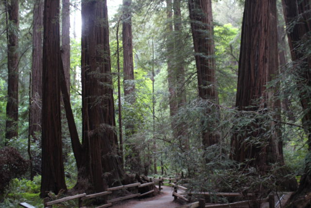 Muir Woods Redwood Creek Trail Muir Woods Redwood Creek Trail