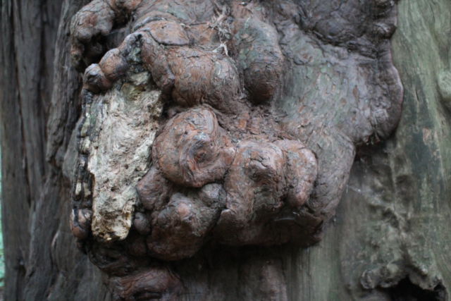 Muir Woods burl in redwood Muir Woods tree trunk