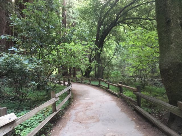 Muir Woods Redwood Creek Trail Muirs Woods walking track entrance