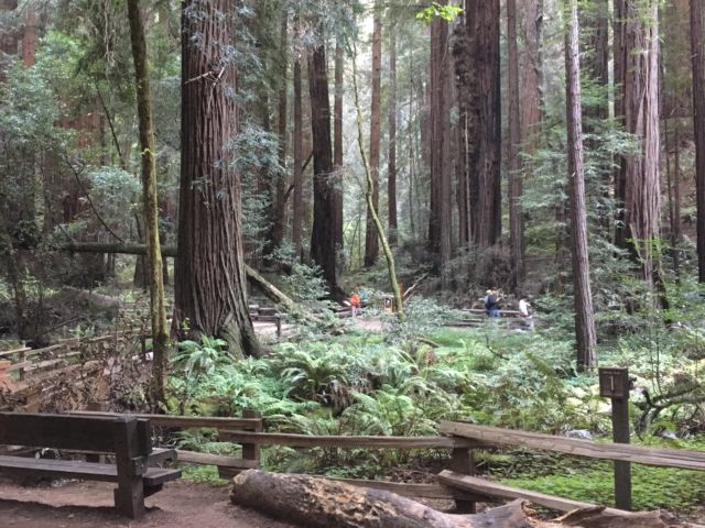 Muir Woods Redwood Creek Trail Day trip to Muir Woods redwood forest, walking track