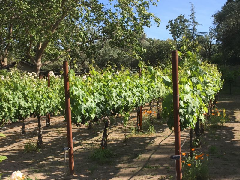 Napa Valley day trip, vineyards of the valley Napa Valley vineyard