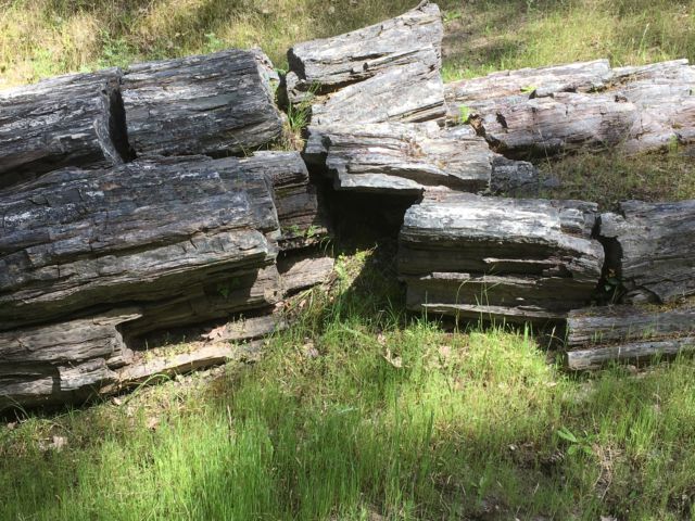 Petrified Forest tree Napa Valley Petrified Forest wood